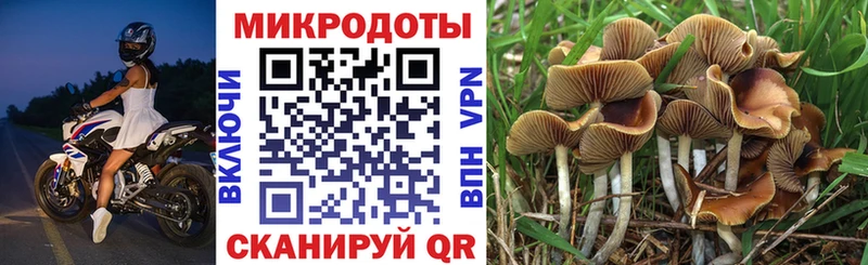 Псилоцибиновые грибы Psilocybe  Оханск 
